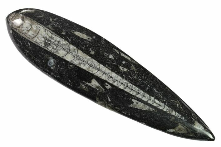 Polished Fossil Orthoceras (Cephalopod) - Morocco #138399